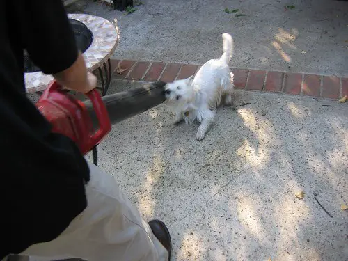 Blow dry dog after flea bath do not just towel dry prevent reinfestation