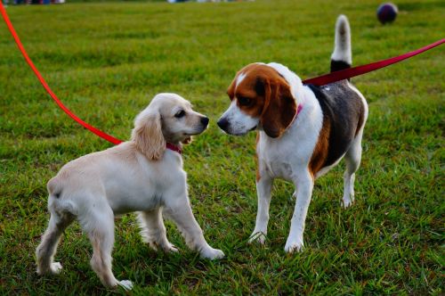 Do puppies need shots before playing in the dog park with others