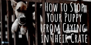How to Stop My Puppy from Whining or Crying in his Crate