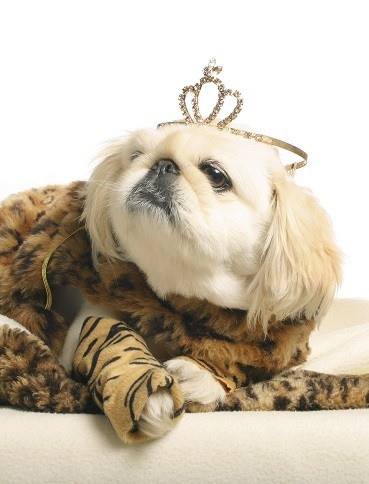 Princess pup demands high quality good tasting dry dog food