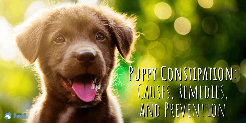 Puppy Constipation: Causes, Remedies, and Prevention