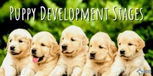 Puppy Development Stages