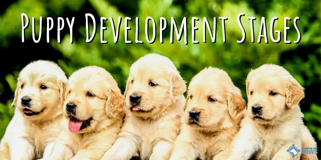 Puppy Development Stages