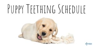 Puppy Teething Schedule