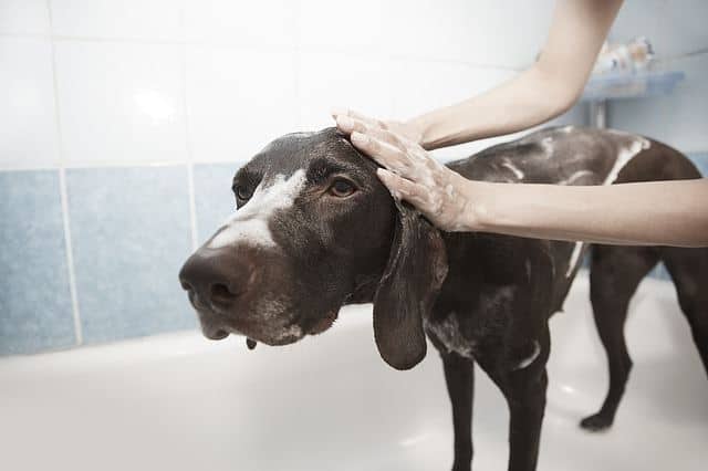 What is a flea bath how do you give one to infested dog