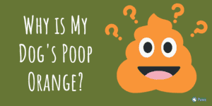 Why is My Dog's Poop Orange?