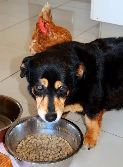 Will my dog eat taste of the wild orijen dry food what to look for when choosing