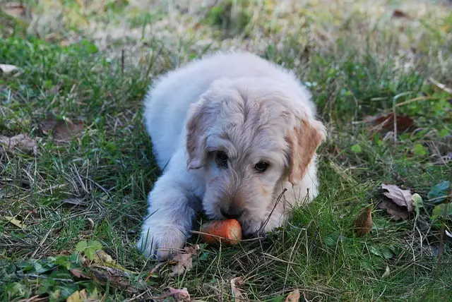 dog eat carrot which turns poop orange is this bad