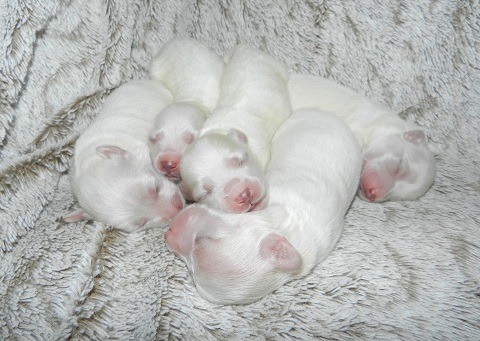 newborn baby puppies eyes closed first week growth development