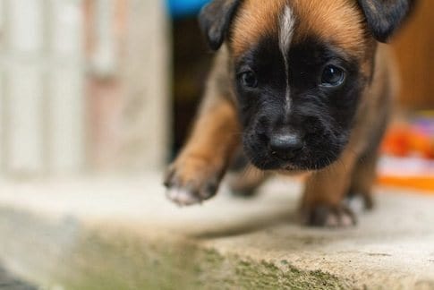 one month four week puppy walking exploring unstable wobbly steps