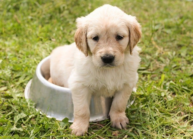 puppy bowel bowl movement how to get dog to poop