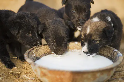 three week old puppies open eyes drink soft food