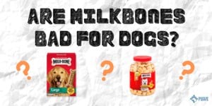 Are Milk Bones Bad for Dogs