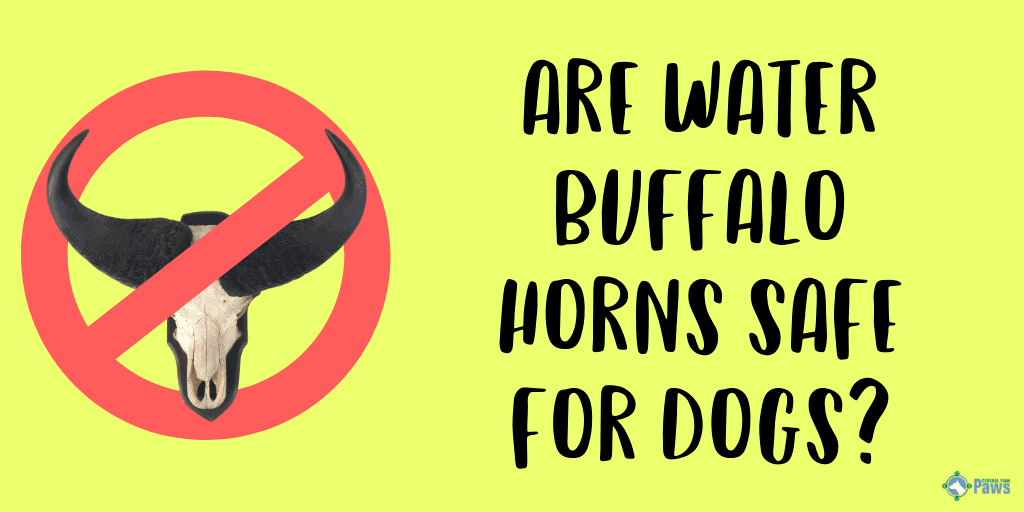 Are Water Buffalo Horns Safe for Dogs?