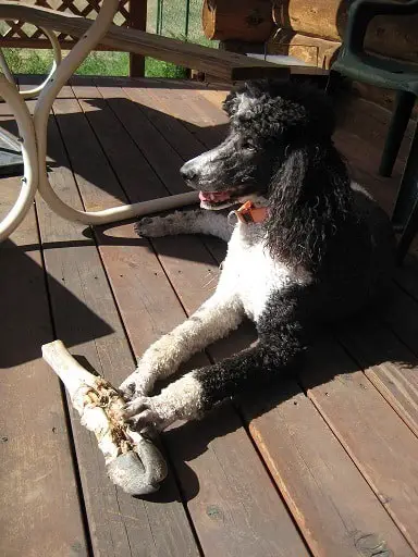 Dog chewing on cow hoof is it safe splintering danger broken teeth