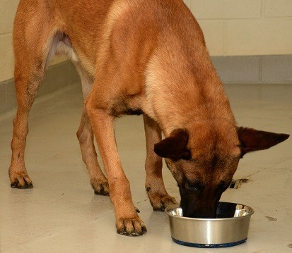 Dog eating delicious food from bowl does taste matter