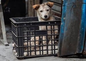 Dog in Crate