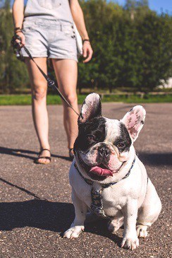 Doggy day care walker give dog bathroom breaks while at work