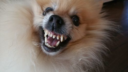 Growling dog possessive treat how to remove bad toy