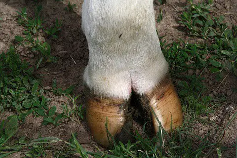 How are cow hoof dog treats made cleaning preparation
