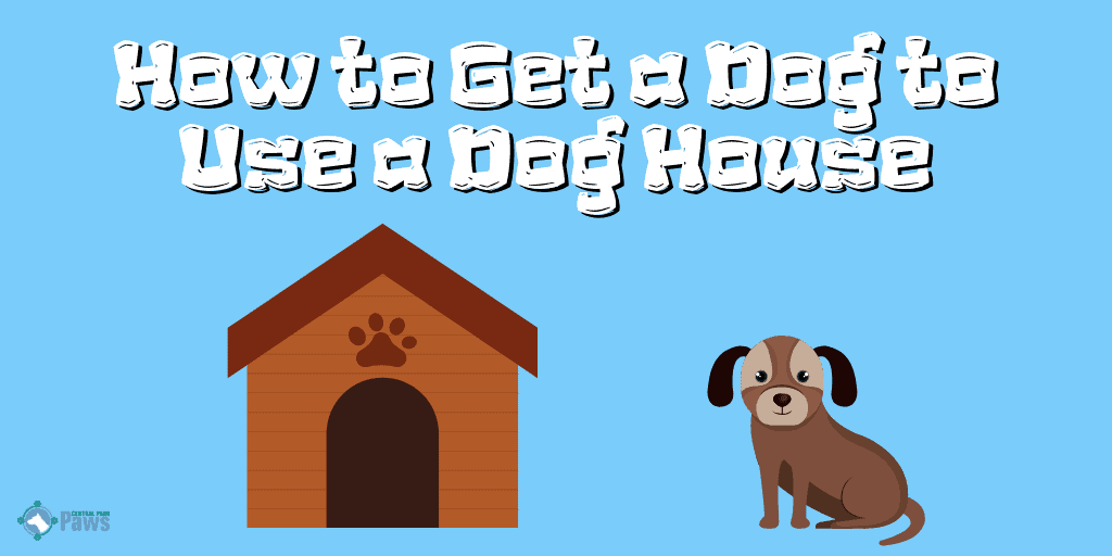How to Get a Dog to Use a Dog House