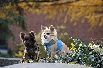 Two dogs territorial spraying peeing in house help them become friends