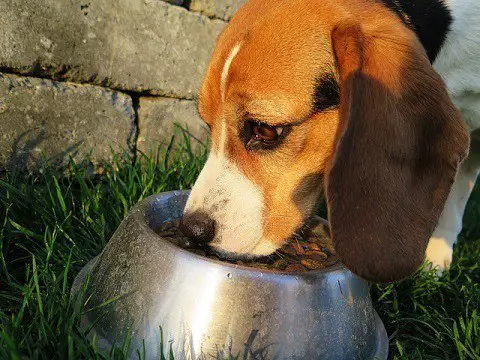 What to consider when choosing dog food taste ingredients quality price