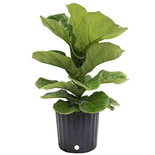 Ficus Lyrata Fiddle Leaf Fig Tree next to dog crate location safe poisonous plants