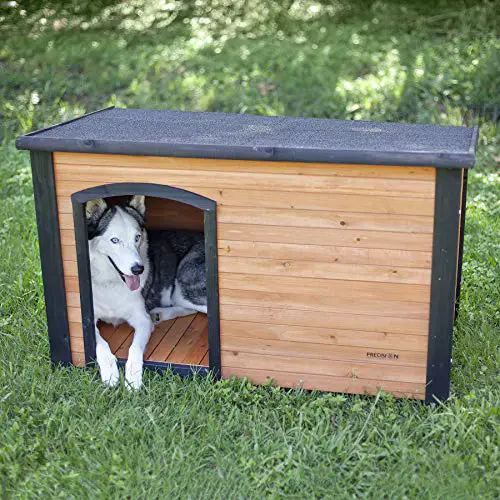 Adult dog new dog house training tips tricks help