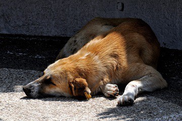 Dog crate safe location avoid sun heat cold blowing air extreme temperatures
