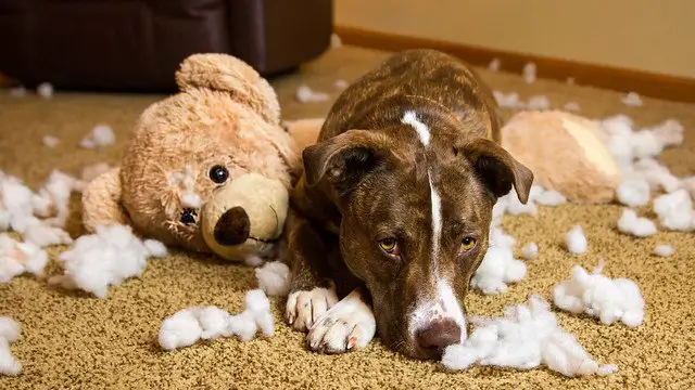 Dog crate safety avoid easily destroyed toys with stuffing choke suffocate