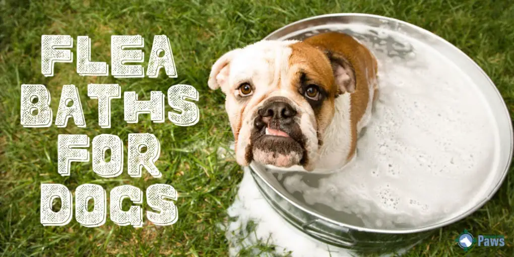 How To Use Diatomaceous Earth For Fleas On Dogs Is It Safe?