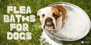 Flea Baths for Dogs