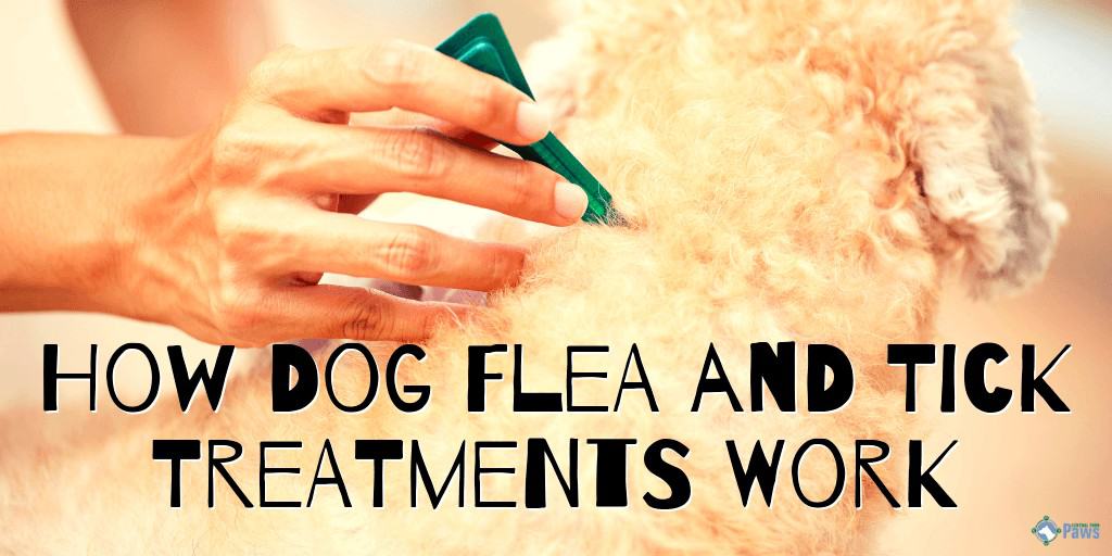 How Does Dog Flea and Tick Treatment Work - Pills, Sprays, Shampoos, Collars, and Drops (Topical)
