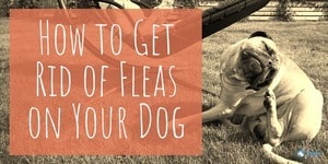 How to Get Rid of Fleas on Your Dog