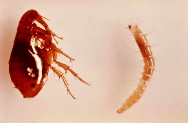 What do fleas eggs larvae look like visual identification