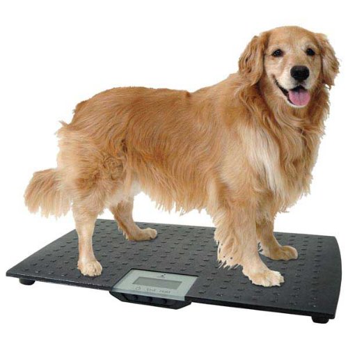 How to weight German Shepherd dog scale tips techniques