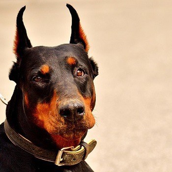 Doberman Pinscher fecal incontinence nervous damage unwanted defecation