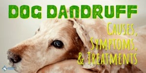 Dog Dandruff: Causes, Symptoms, Treatment, Prevention, And How to Get Rid of It