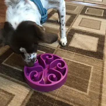 gentle giants dog food longevity claims