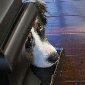 Dog look guilty stress response can lead to pooping inside house