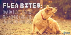 Flea Bites: How to Treat, Prevent, and Soothe Pain and Itching on Your Dog