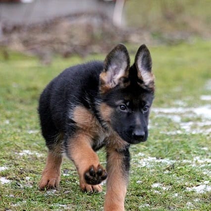 Growing dog healthy weight range height growth information chart