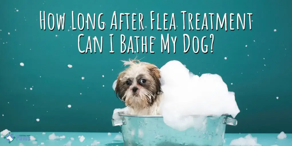 How Long Do I Need To Wait After Flea Treatment To Bathe My Dog?