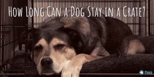 How Long Can a Dog Stay in a Crate?