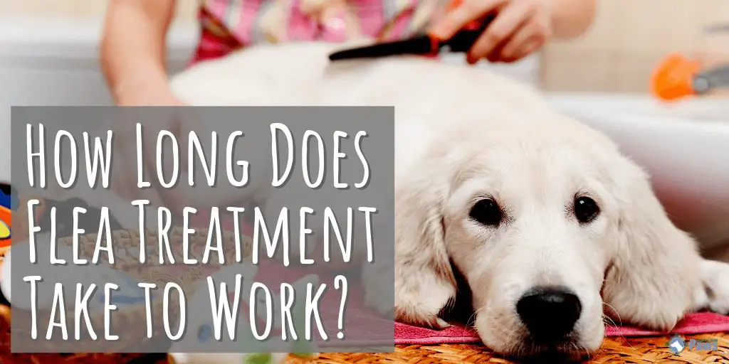 How Long Does Flea Treatment Take to Work - Pills, Tablets, Collars, and Drops (Topical)