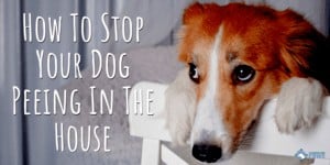 How To Stop Your Dog Peeing In The House