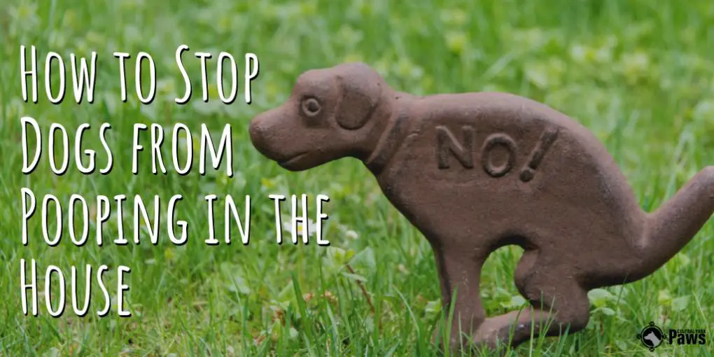 How To Stop Dogs From Pooping In The House Causes And Solutions!