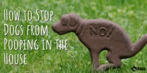 How to Stop Your Dogs from Pooping in the House