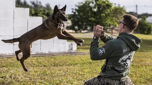 How to exercise German Shepherd lose weight fetch hiking go for walk play with ball